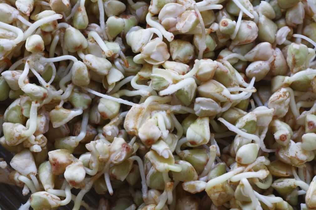 trigo sarraceno germinado para perda de peso